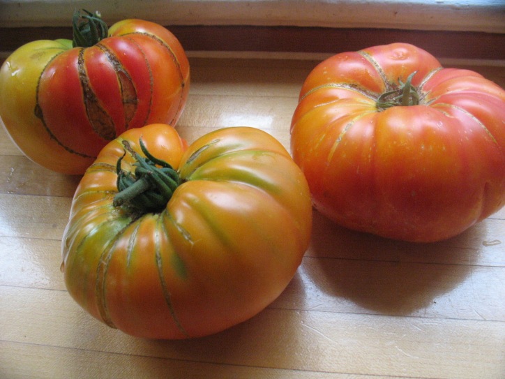 big garden tomatoes